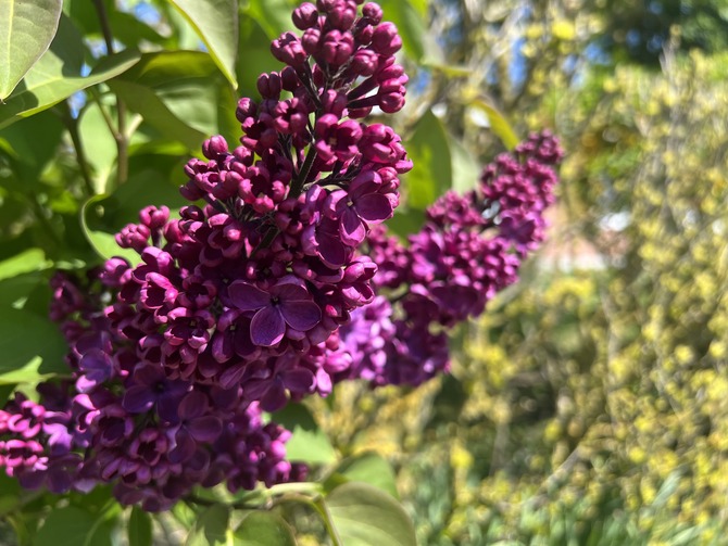 Ferienwohnung in Fehmarn OT Westermarkelsdorf - Pension Seestern - Bild 14