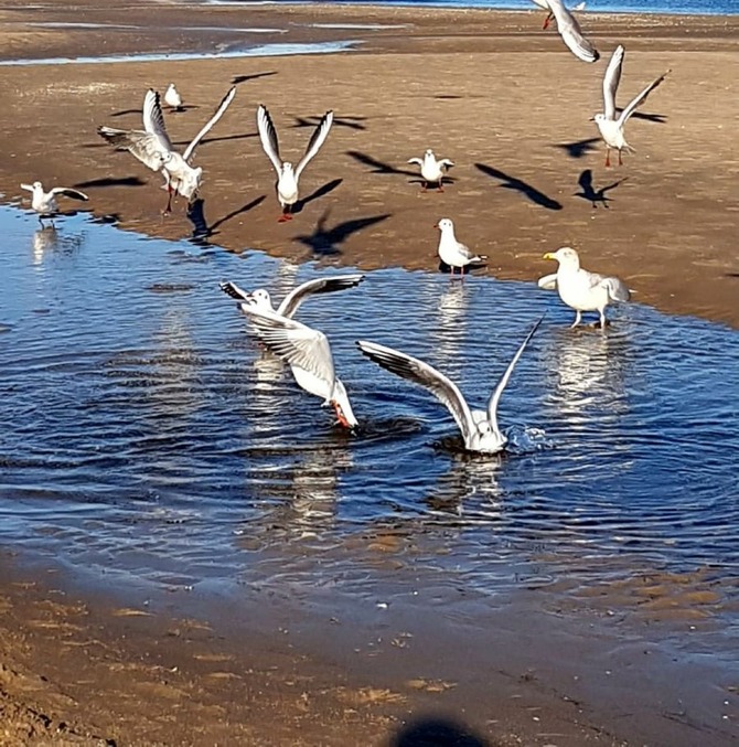 Bungalow in S&uuml;ssau - Bernhardt - Nat&uuml;rlich M&ouml;wen !