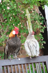 Ferienwohnung in Fehmarn OT Todendorf - Ferienwohnung "M&ouml;wennest" - Bild 9