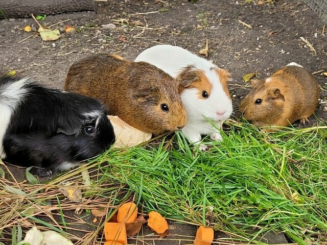 Ferienwohnung in Fehmarn OT Todendorf - Ferienhof Manowski Nr.2 - Bild 20