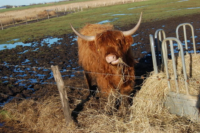 Ferienwohnung in Fehmarn OT Petersdorf - Ferienwohnung Harl&auml;nder - Bild 19