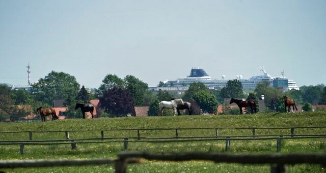 Ferienwohnung in Rostock - App. Forelle - Bild 18