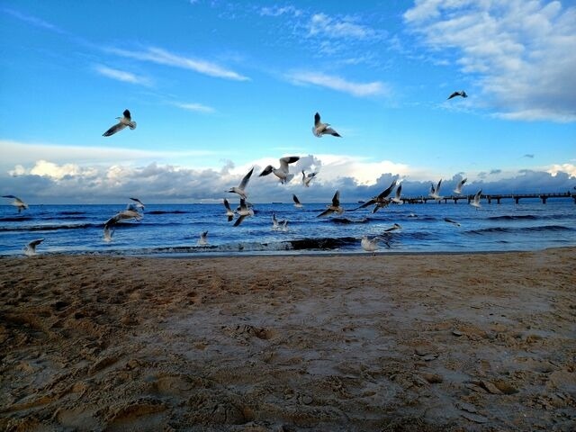 Ferienwohnung in Prerow - FeWo Ahorn - Ulenhoef - Bild 11