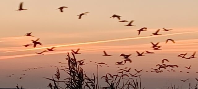 Ferienwohnung in Prerow - FeWo Seeadler - Heuser Prerow - Bild 15