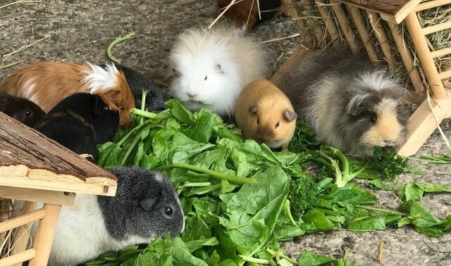 Ferienwohnung in Fehmarn OT Staberdorf - Landhaus 2, inkl. 1 Parkplatz - Bild 16