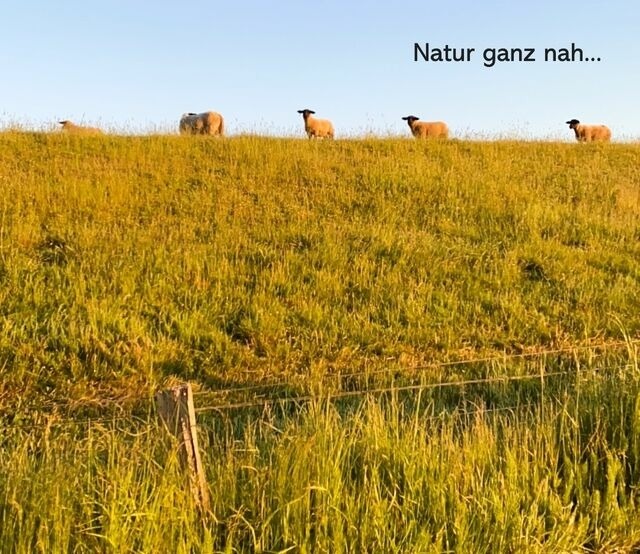 Ferienwohnung in Wendtorf - Fördeblick - Bild 16