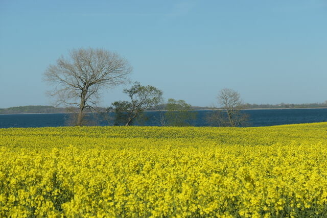 Ferienwohnung in Gelting-Niesgrau - Ferienwohnung Hafenblick Ferienhof Geltinger Bucht - Bild 21