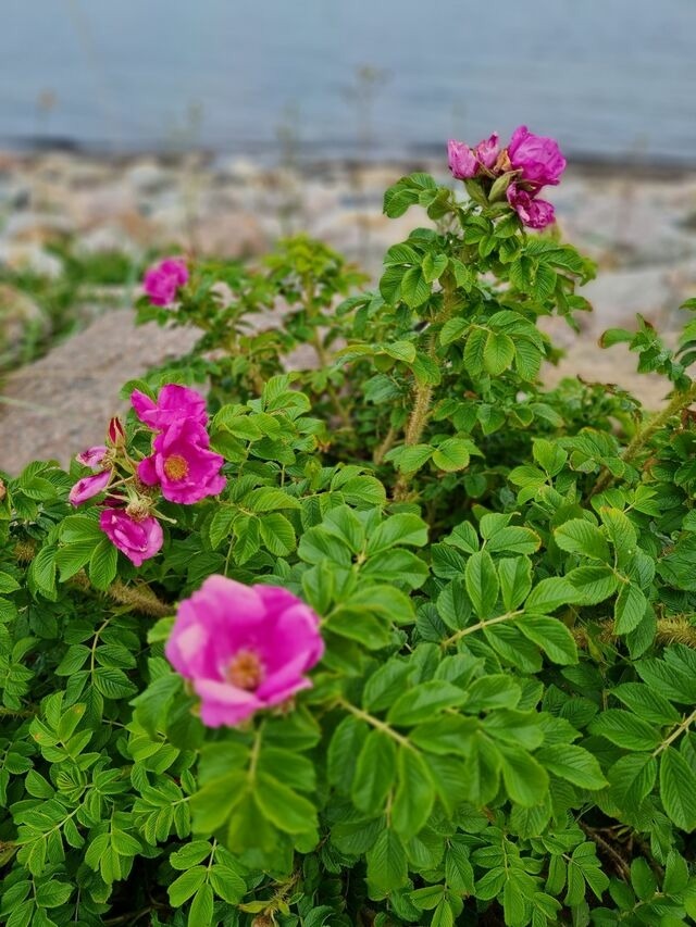 Ferienwohnung in S&uuml;ssau - Meerjungfrau - Bild 21
