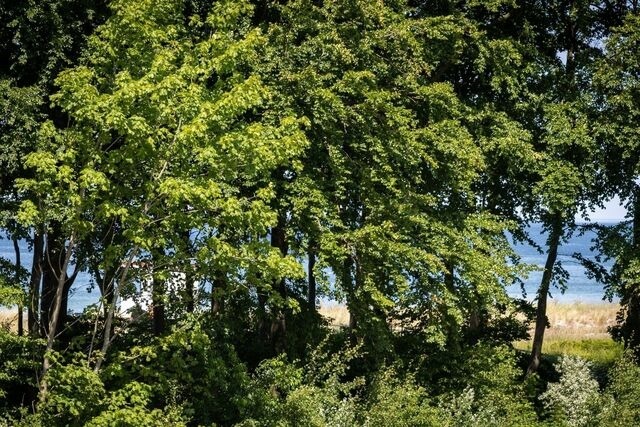 Ferienwohnung in Zingst - Strandvilla Zingst -AP 14 - Bild 21