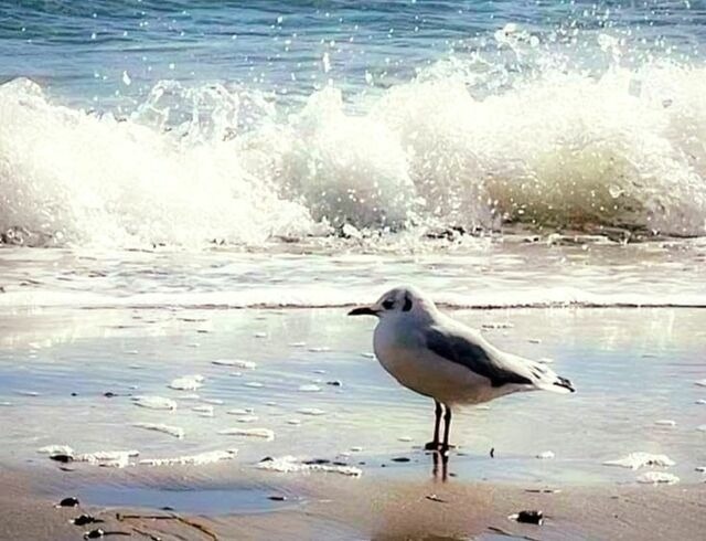 Ferienwohnung in Zierow - Kaj&uuml;te am Strand - ABC57 - Nur Ferieng&auml;ste! - Bild 22